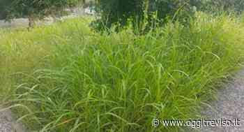 “Fra un po' troviamo Tarzan': polemica sull'erba alta a Mareno di Piave. - Oggi Treviso