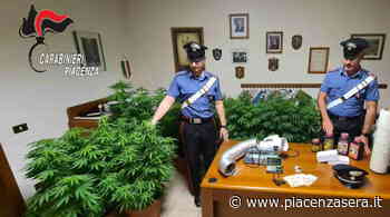 Coltivavano "erba" nella villa di un amico: denunciati due giovani e un 59enne - piacenzasera.it