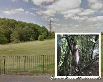 Mutilated animals found hanging in Prestwich woodland