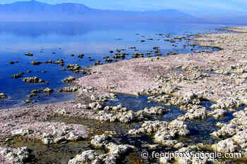 Trying to Forecast Earthquakes Near the Salton Sea