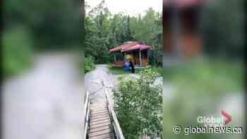 Black bear spotted near Pinawa's suspension bridge | Watch News Videos Online - Globalnews.ca