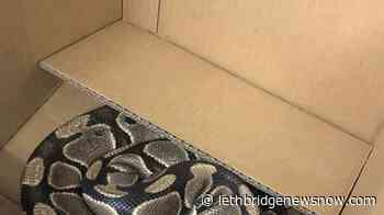 Ball python that went missing in Victoria found hiding under vehicle - Lethbridge News Now