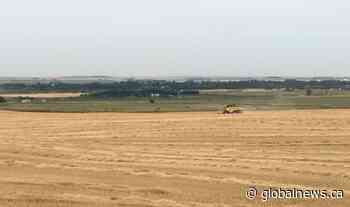 2020 harvest begins in southern Alberta - Global News