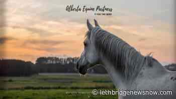 Alberta Equine Partners take action for those facing financial distress - Lethbridge News Now
