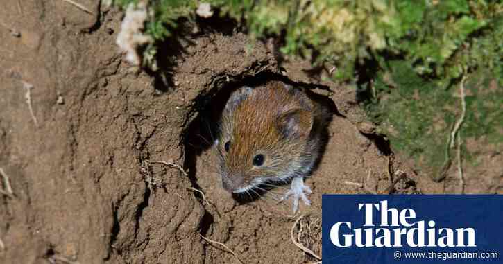 Plagues of field mice decimating crops, say German farmers