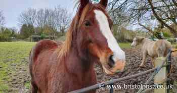 Equine hospital near Bristol to close its doors for the final time