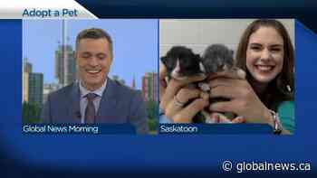 Adopt a Pet: Roxanne and her kittens