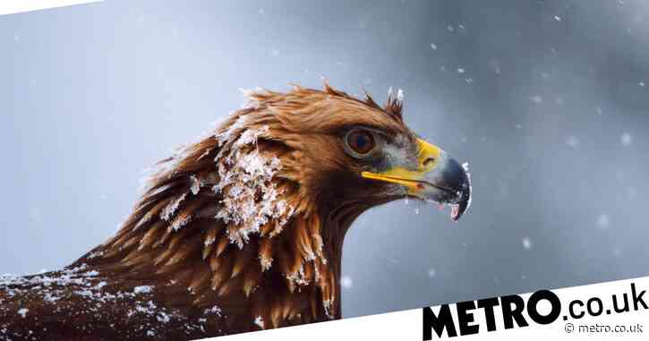 Homemade nest lures golden eagles back to Highland estate for first time in 40 years