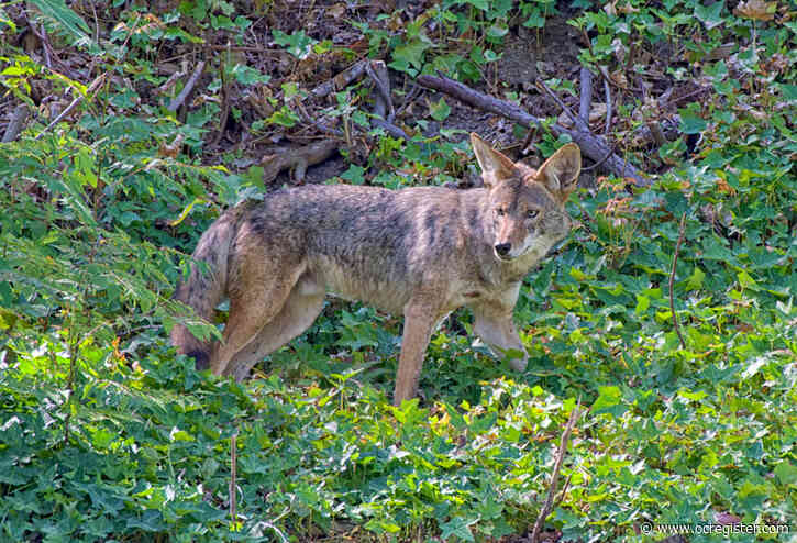 The creatures seen and unseen in Laguna Woods Village