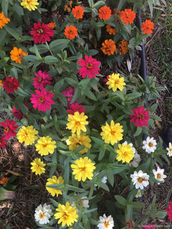 These 3 colorful groundcovers will brighten your garden even in areas of punishing sun