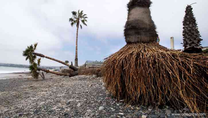 What to do about naked palm tree roots and the mysterious nightlife of the opossum