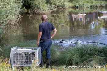 Rioleringswater is vijver in Lunteren ingelopen: vissen massaal vergiftigd
