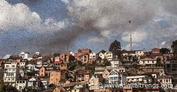 Locusts are swarming in record numbers this year, but scientists might have a fix