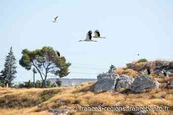 Nichées grand luxe : Istres installe deux grands nids pour les cigognes - francetvinfo.fr