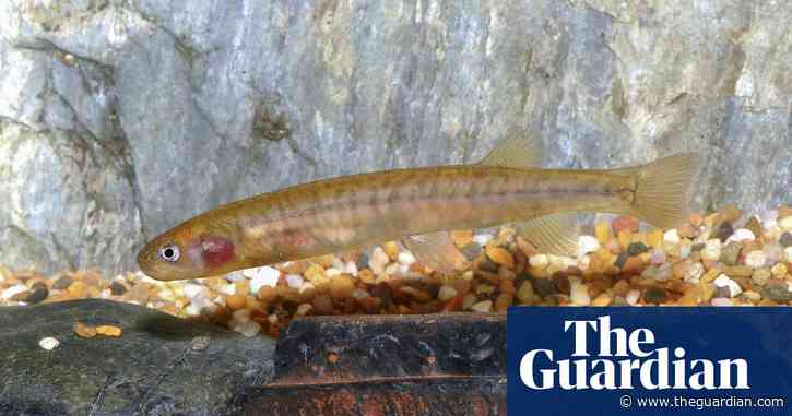 Dire outlook for native freshwater fish with 22 species given less than 50% chance of survival