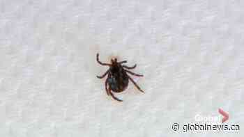 Taking care of ticks