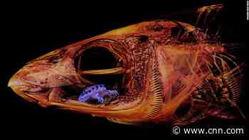 Tongue-eating parasite found in the mouth of a fish