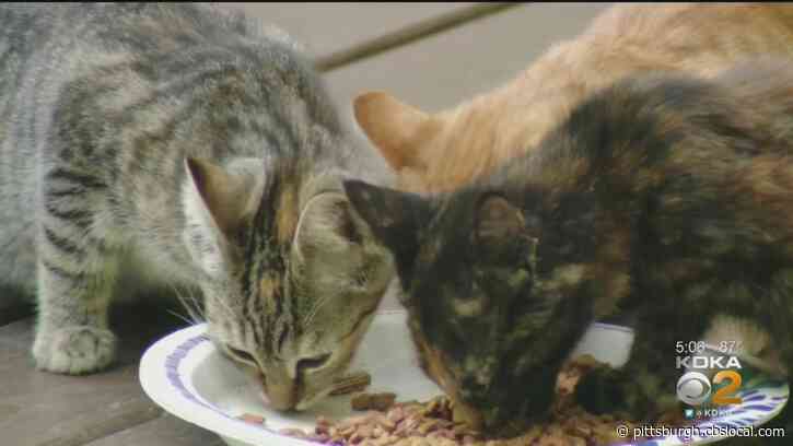 More Than 30 Cats And Kittens Abandoned Without Food Or Water At Washington Co. Home