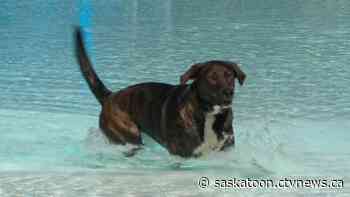 Saskatoon's annual pooch pool plunge called off by city