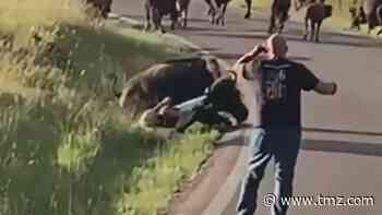 Bison Drags Woman by Her Pants in Wild Video