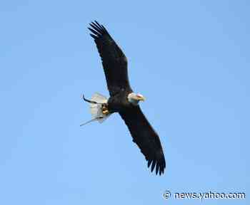 Bald eagle attacks $950 drone, sends it to bottom of Lake Michigan
