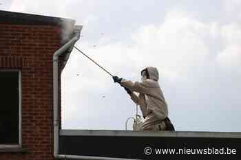 Al 12.000 wespennesten gemeld in Limburg, brandweer heeft handen vol