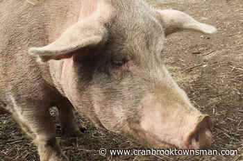 Have you seen Berleen? B.C. pig destined for sanctuary goes missing - Cranbrook Townsman