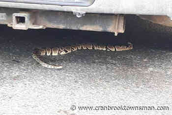 Missing python found under vehicle in Victoria – Cranbrook Daily Townsman - Cranbrook Townsman