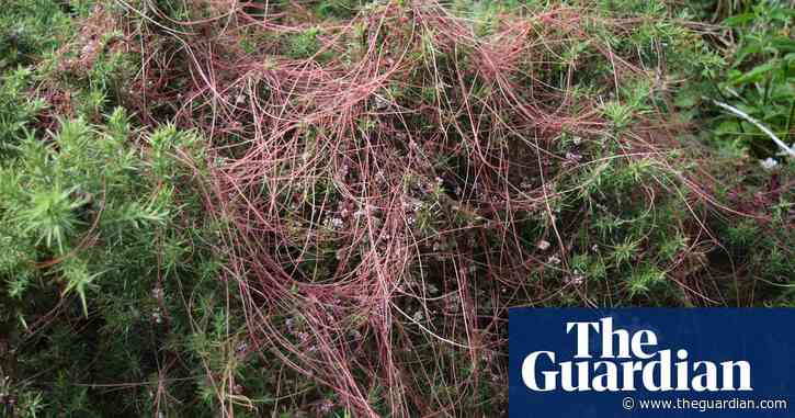 Country diary: dodder is such a pretty parasite