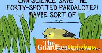 Science is saving the forty-spotted pardalote - nature’s ridiculous tiny idiot | First Dog on the Moon