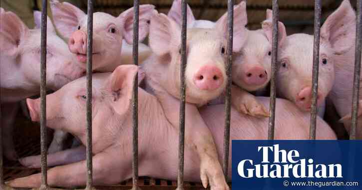 China's billion dollar pig plan met with loathing by Argentinians