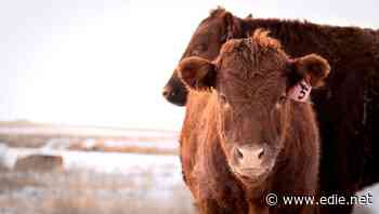 National Grid kick-starts UK's first trials of grid-injected biomethane from cow manure