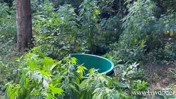 Mehr als 230 Cannabis-Pflanzen in Düsseldorfer Garten entdeckt