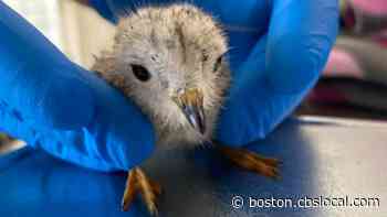 Piping Plover Chick Taken From Rhode Island Beach Dies - CBS Boston