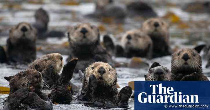 Furry engineers: sea otters in California's estuaries surprise scientists