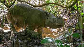 Every Sumatran rhino has died in Malaysia. Scientists want to bring them back with cloning technology