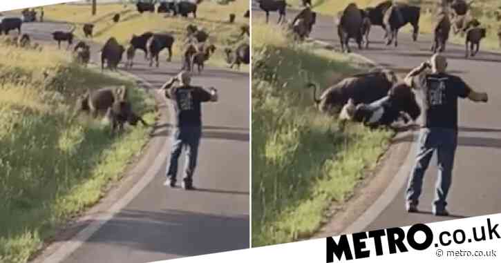 Moment raging bison ripped biker’s pants off after she got too close to calf