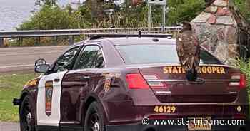 Eagle attack on North Shore thwarted by resort chef