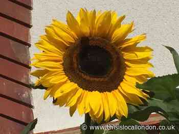 Sunflower growing competition lights up Berwyn Road