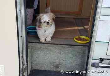 Warrington foster family give dog perfect retirement home - In Your Area