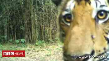 Tiger sightings increase in Thai forest