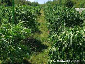 Police seized thousands of marijuana plants in Addington Highlands bust