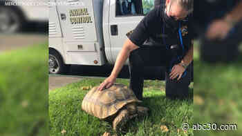 60-pound tortoise found wandering in Merced