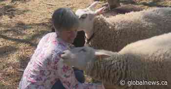 Alberta Open Farm Days brings urban and rural together during COVID-19