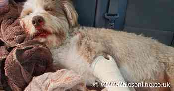 Family faces £30k vets bill after dog badly hurt on holiday in Wales