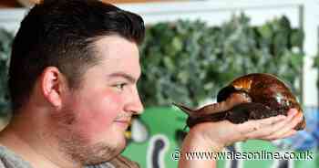 Teen makes £5k a month selling bugs from his back garden in Llanelli