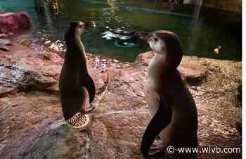 New penguin chicks at the Aquarium of Niagara have been named