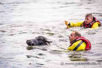 Dertien waterbuffels gered uit kanaal in Son en Breugel