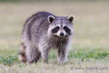Raccoon safe after climbing Toronto construction crane at Adelaide and Peter - Toronto Star