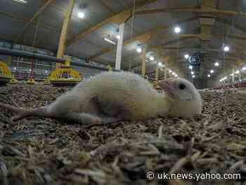 More than 500 chicks ‘too small to be profitable’ die in 24 hours on farm supplying Tesco